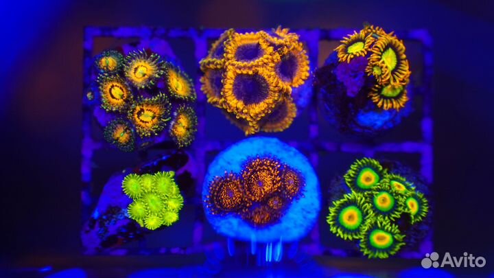 Морские кораллы Зоантусы. Премнас. Дасцил