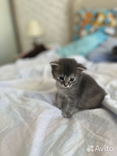 Котенок девочка в дар