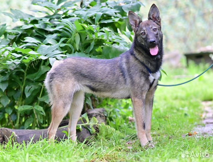 Щенок метис