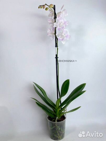 Орхидея фаленопсис биг лип бабочка