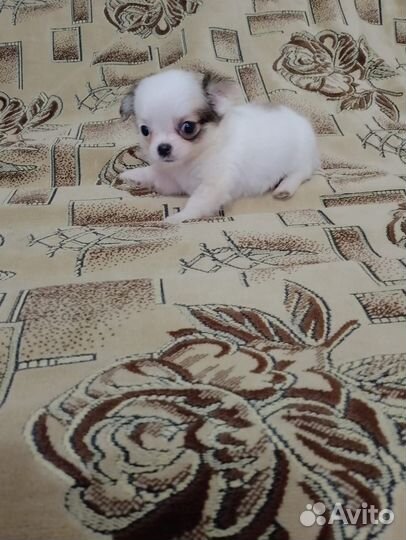 Щенки чихуахуа