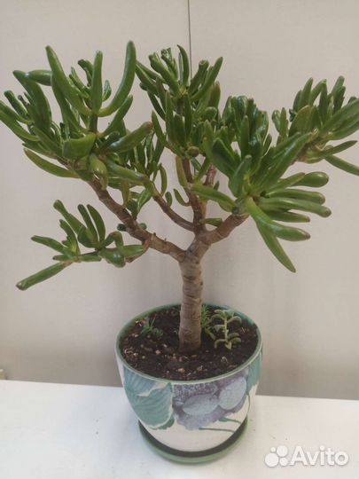 Наборы суккулентов и не только для подарка