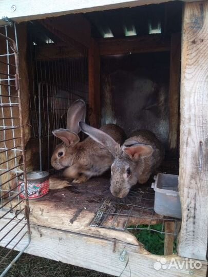 Кролики породы фландр