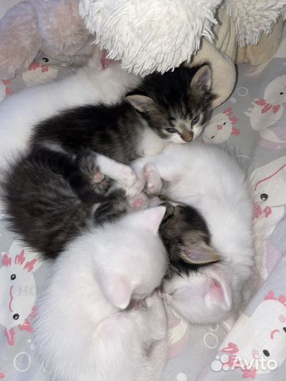 Котята в добрые руки