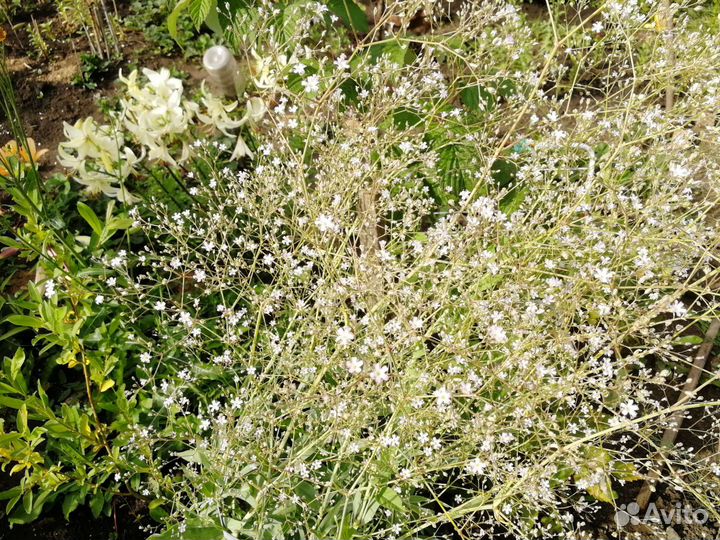 Гипсофила, хоста и др