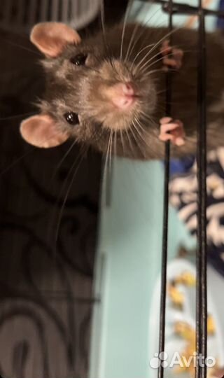 Крыски, ручные крысы обыкновенные