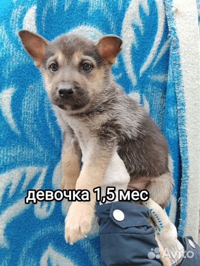 Собака щенок