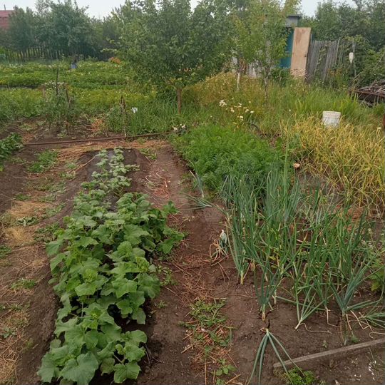 Участок 5 сот. (СНТ, ДНП)