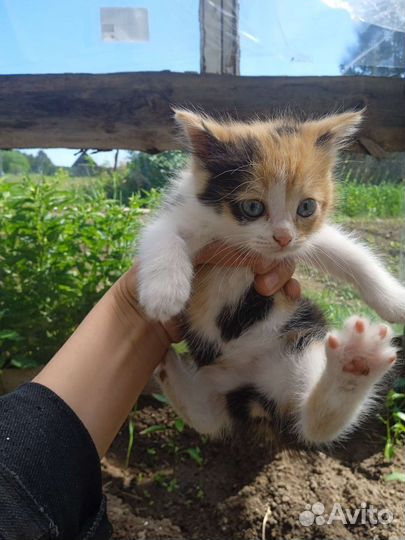 Кошечка в добрые руки