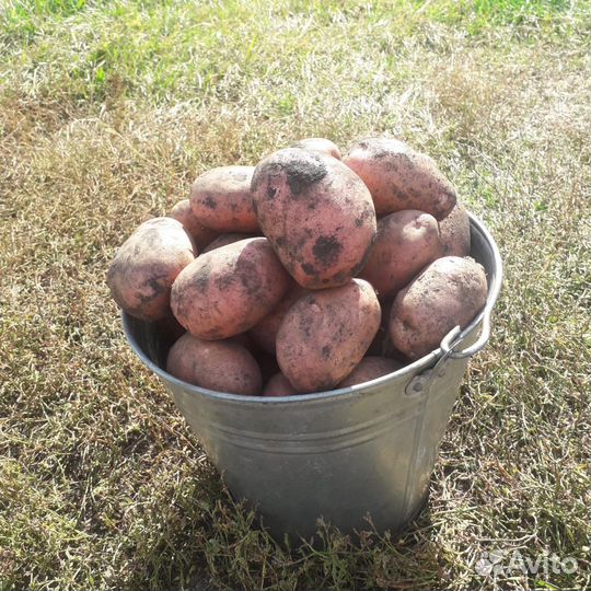 Продам картошку