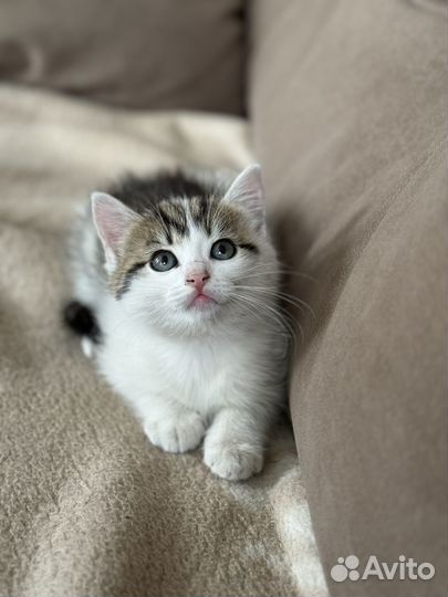 Котенок (дев) Сестрорецк