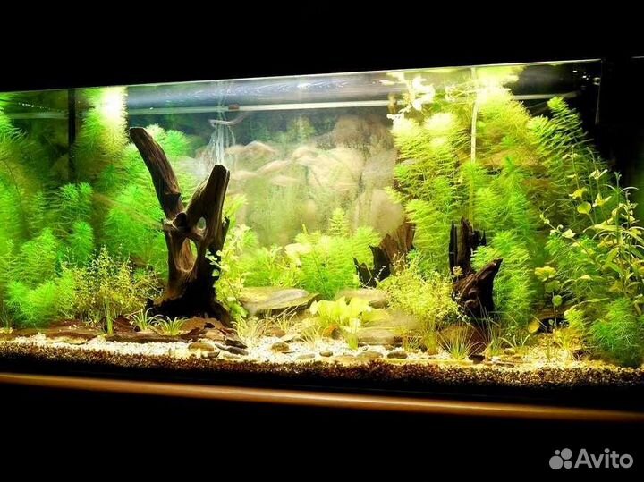 Оформление аквариума онлайн. Своими руками