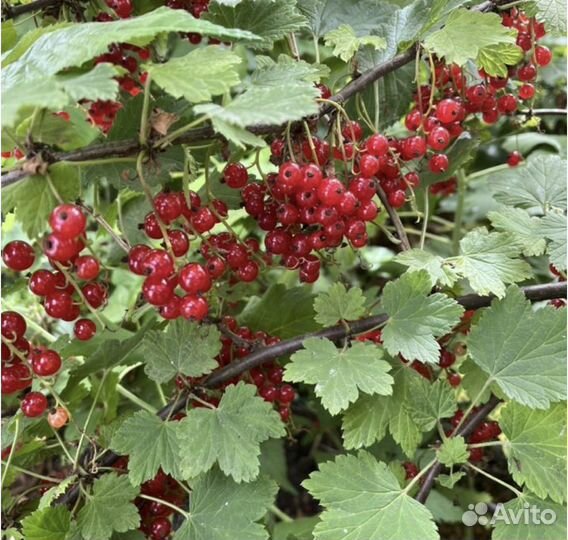 Саженцы черной и красной смородины