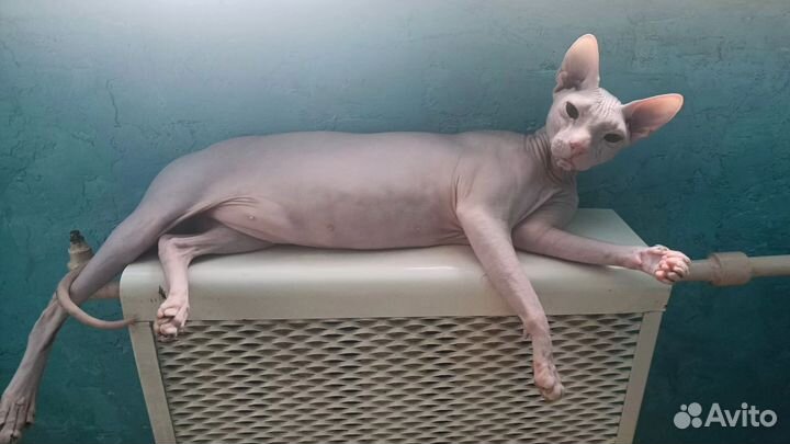 Донской сфинкс