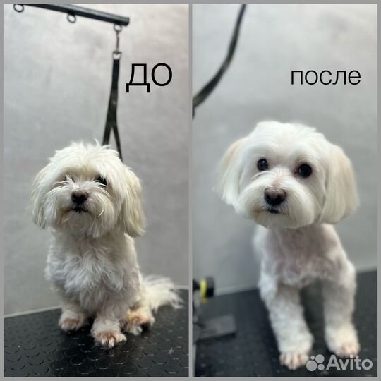 Модели на груминг