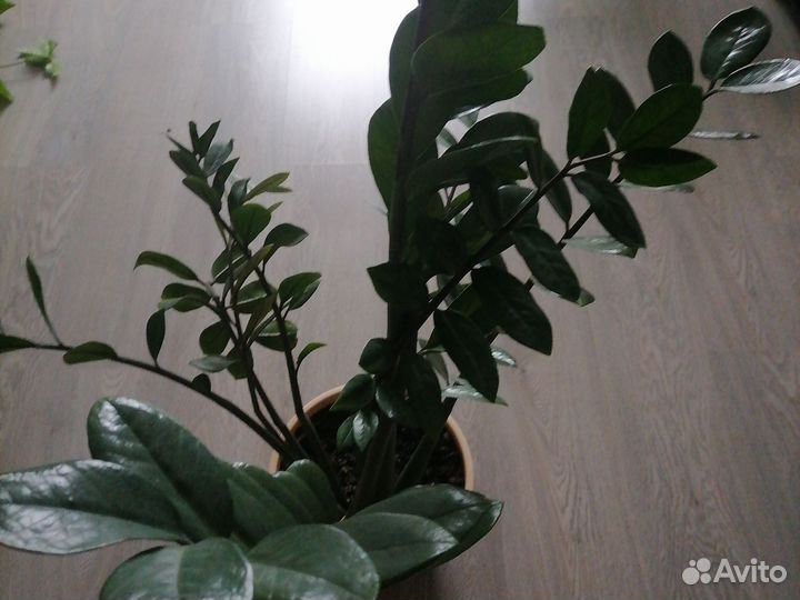 Замиокулькас