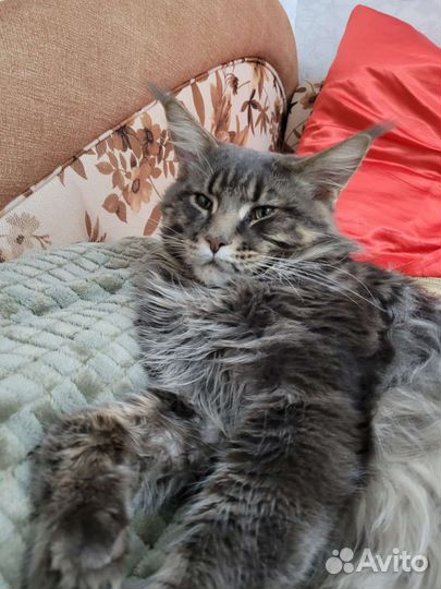 Кот мейн-кун вязка