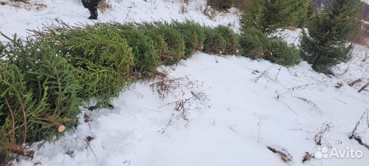 Ель новогодняя живая оптом