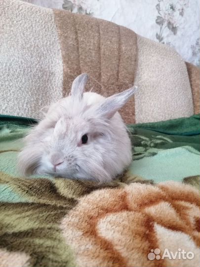 Декоративные кролики