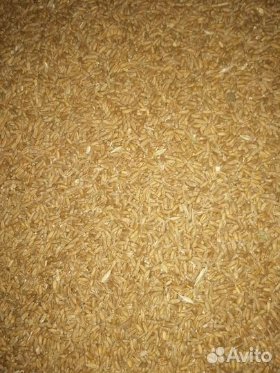 Подсолнечник. оз.пшеница ячмень кукуруза горох