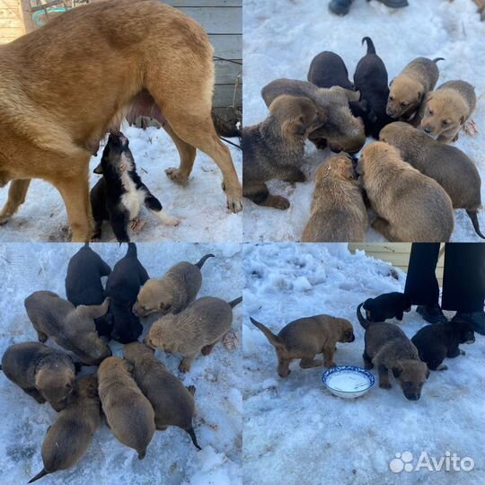 Собака в добрые руки