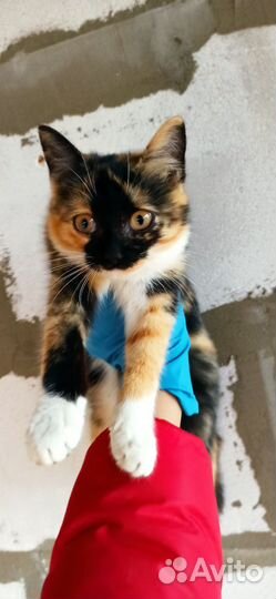 Кошка в дар