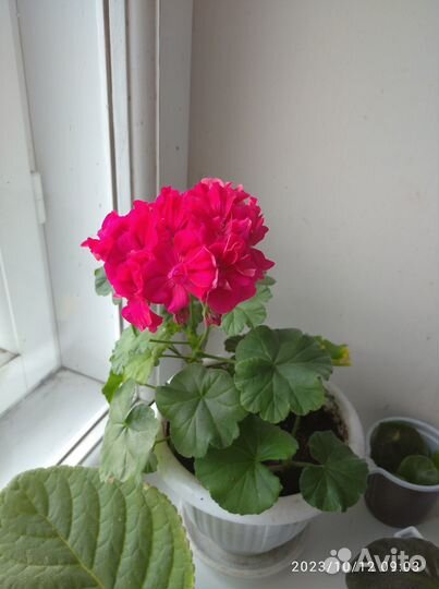 Пераргония красная