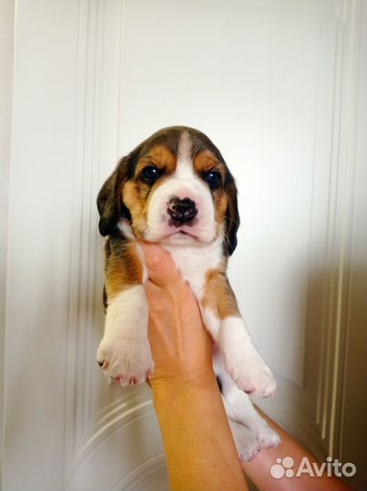 Щенки бигль