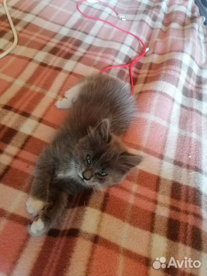 Отдам котят от кошки мышеловки