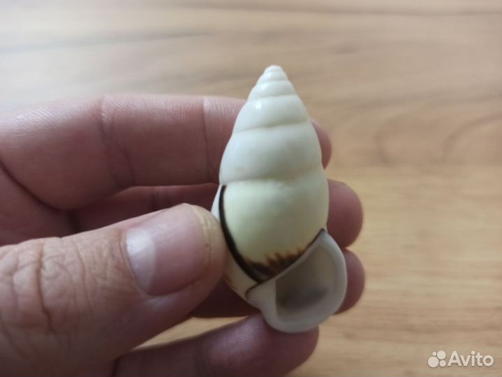 Морская раковина