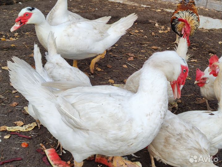 Мускусные утки тяжелые линии