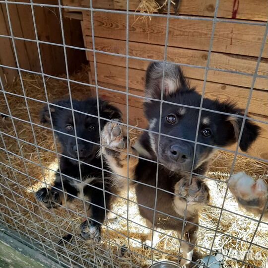 Щенки дворняжки или метисы