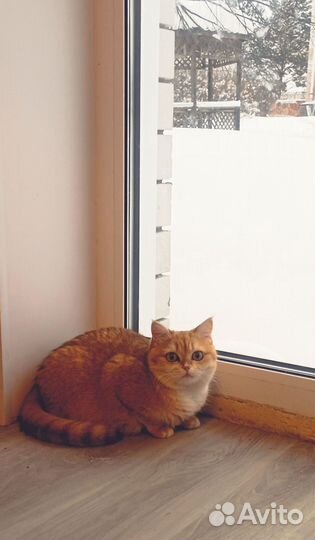 Котенок кошка шиншилла