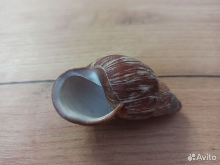 Морская раковина