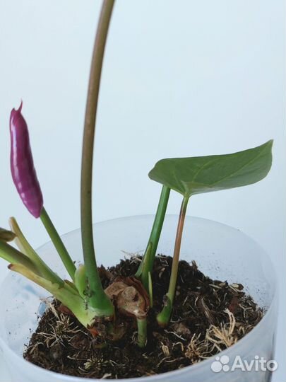 Антуриум кавалли