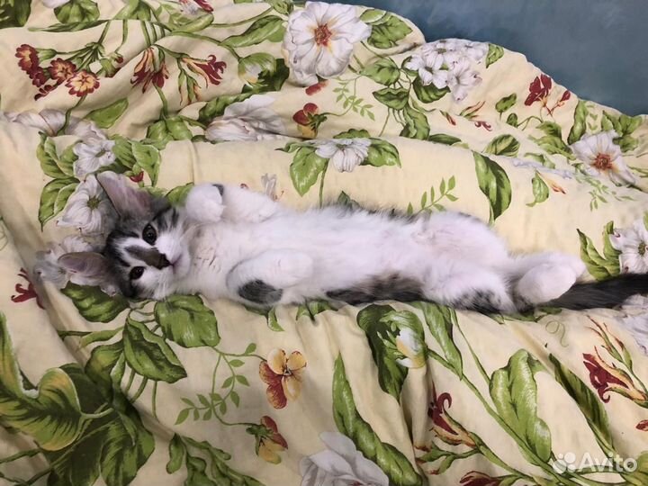 Котята в добрые руки бесплатно