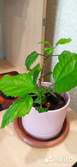 Гибискус китайская роза, гиппеаструм