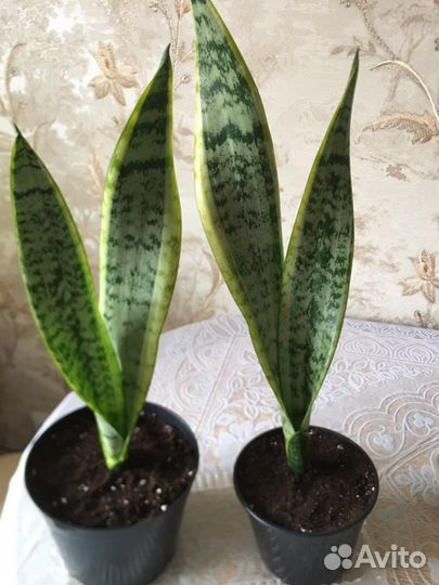 Сансевиерия