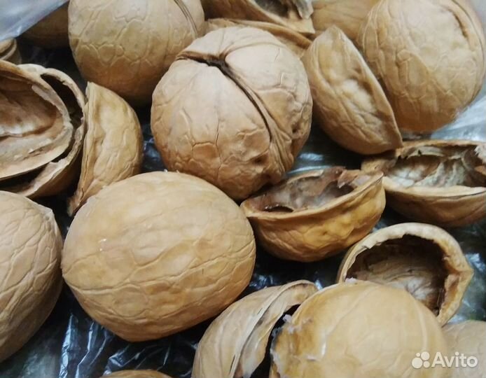 Желуди, орехи, шишки