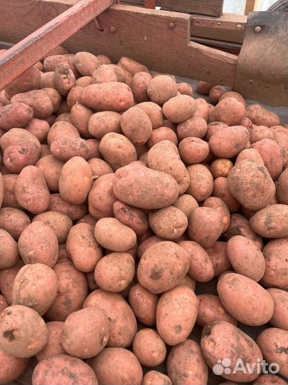 Семенной картофель оптом