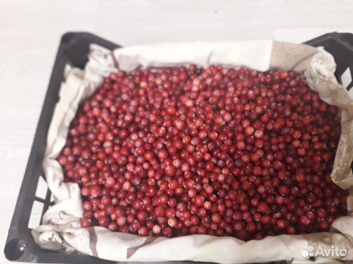 Клюква свежая
