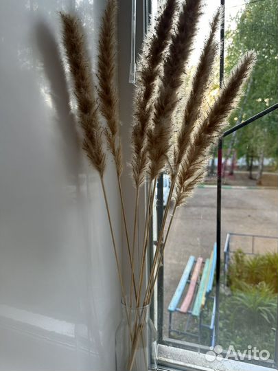 Сухоцветы для декора