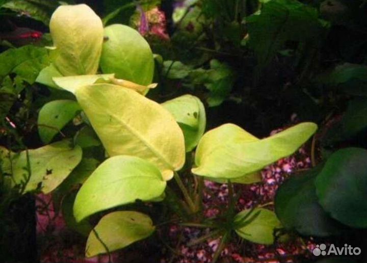 Аквариумное растение анубиас золотой лист