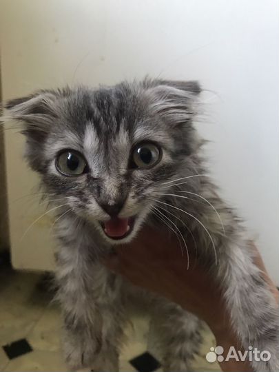 Котята хайленд фолд