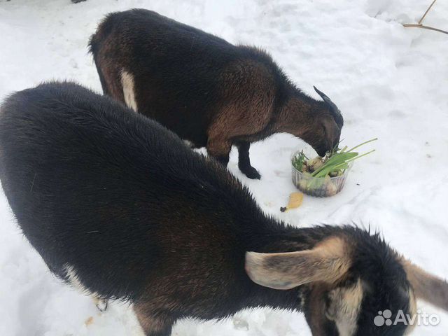 Альпо-нубийские козочки