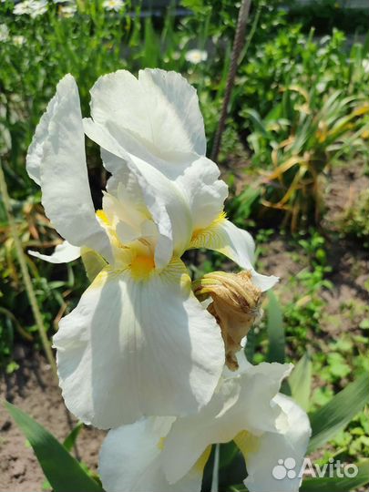 Ирисы, большая делянка