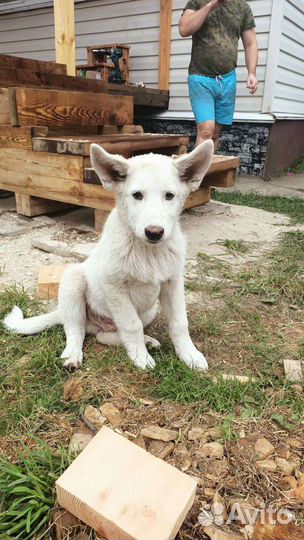 Щенки западно сибирской лайки