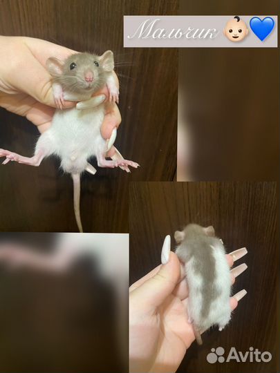 Крыса дамбо хаски