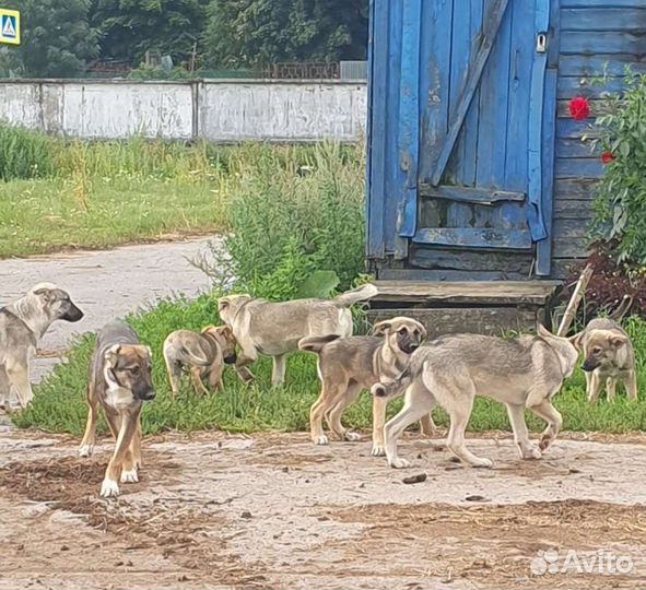 Щенки. В добрые руки. Sos