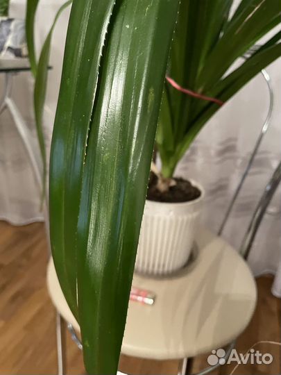 Пальма Панданус Вейча